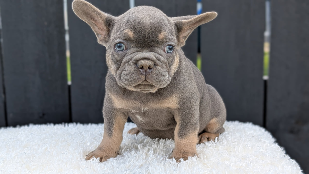 FRENCH BULLDOG (JUN 29) 3 MALES