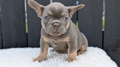 FRENCH BULLDOG (JUN 29) 3 MALES