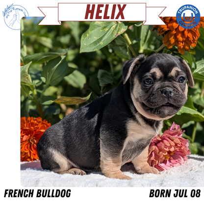 FRENCH BULLDOG (07/08) MALE