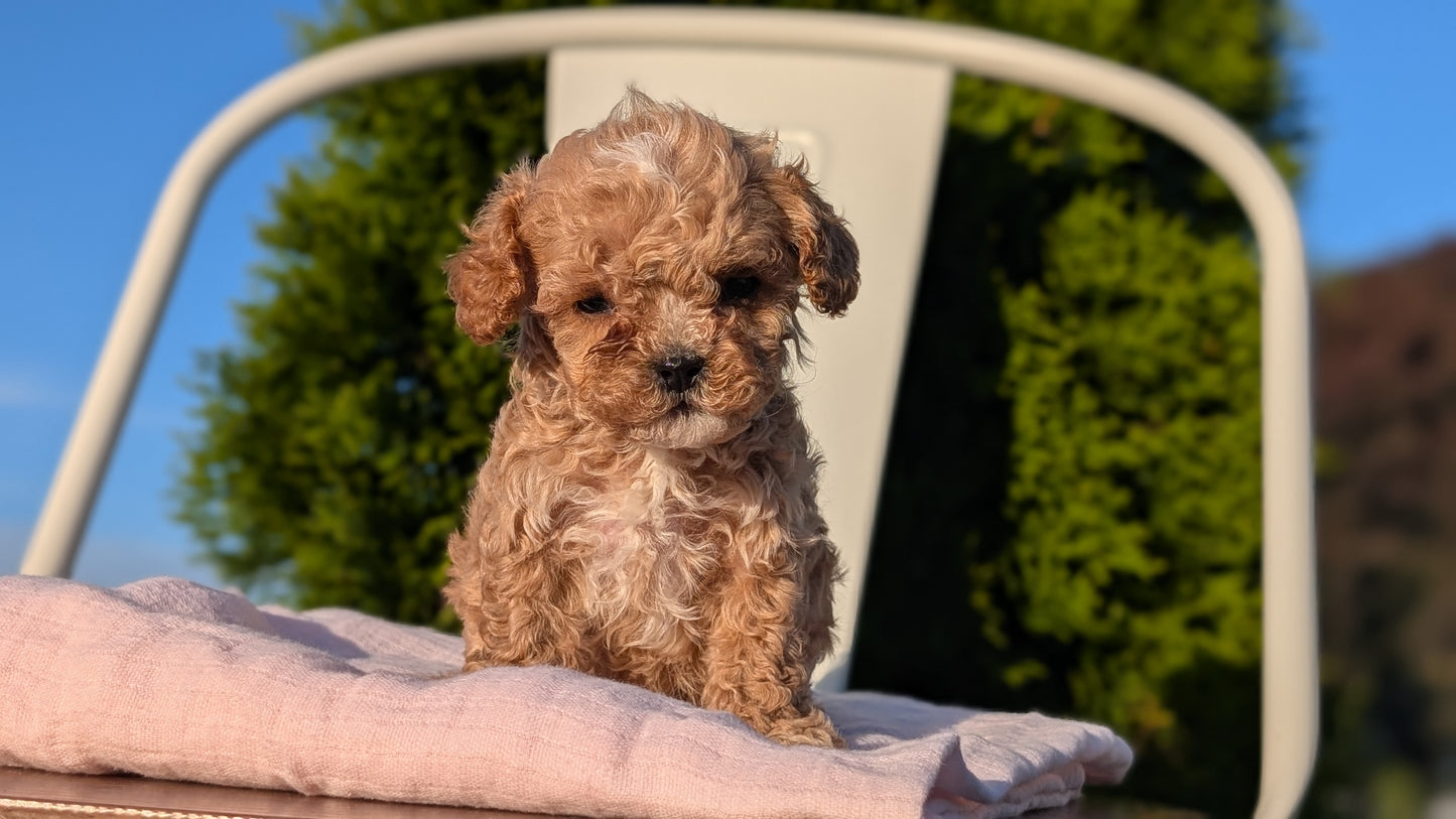 CAVAPOO (MAY 09) MALES