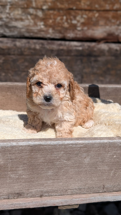 COCKAPOO (MAY 13) MALES