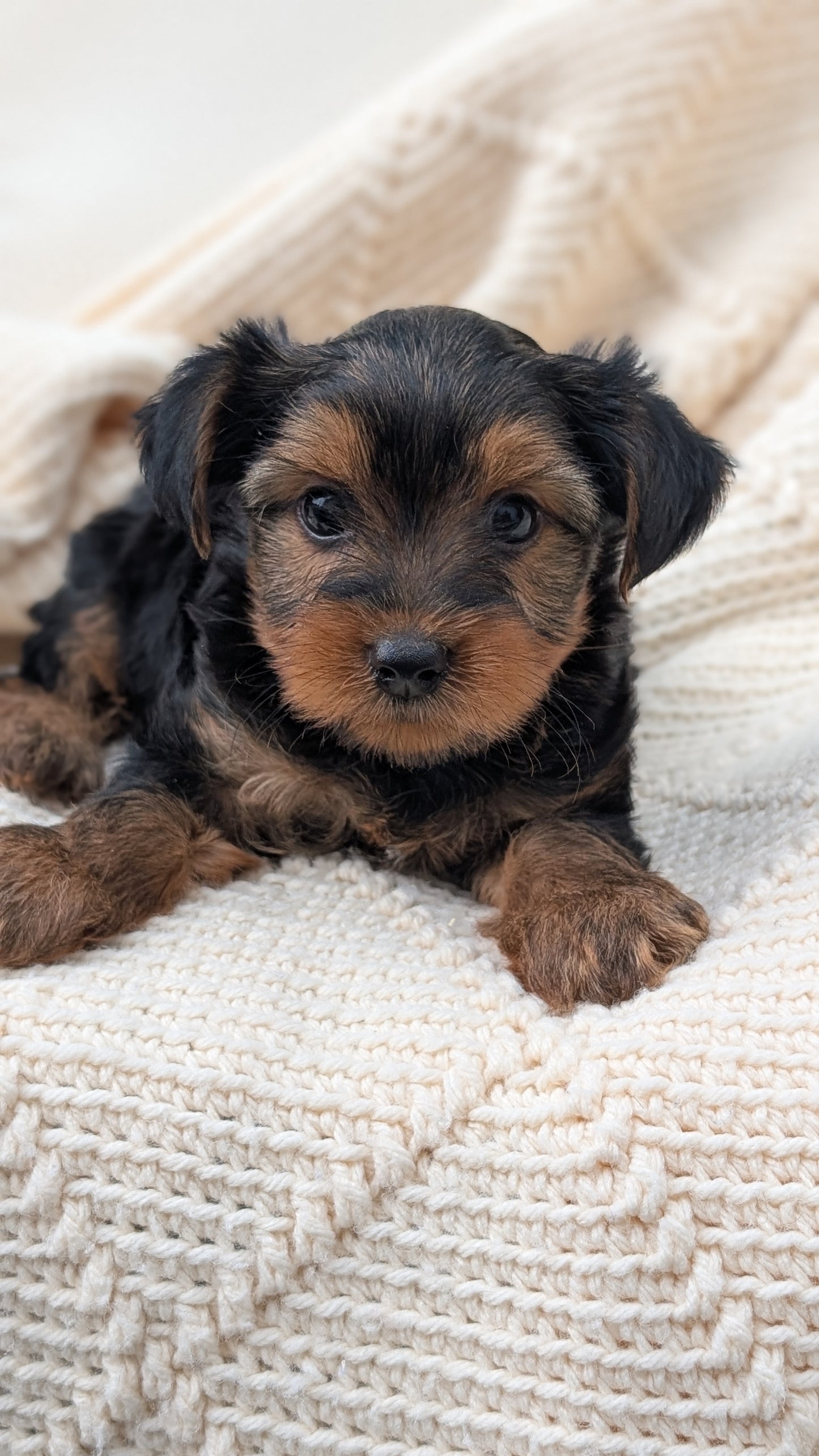 YORKSHIRE TERRIER (MAY 20) MALE