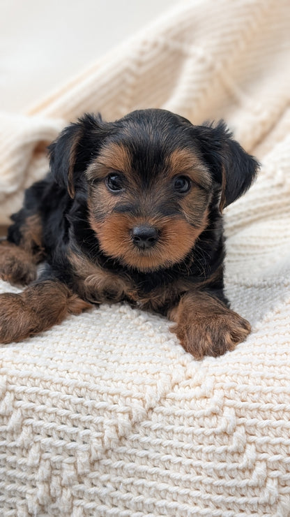 YORKSHIRE TERRIER (MAY 20) MALE