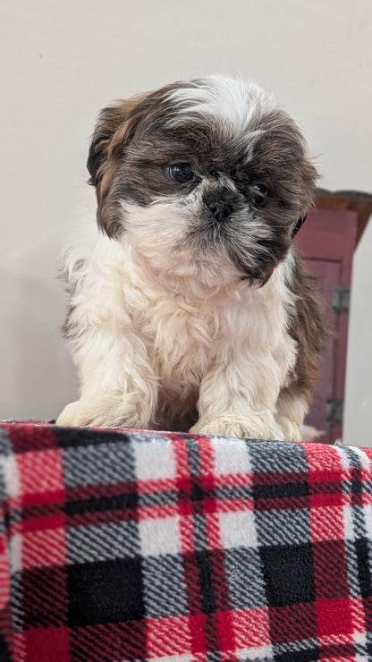 SHIH TZU (DEC 10) MALES