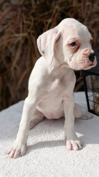 BOXER (08/20) FEMALE