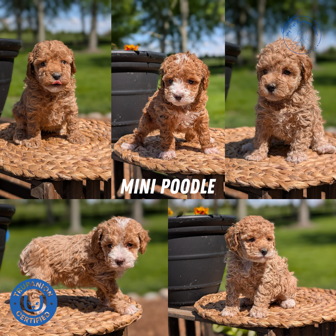 MINI POODLE (APR 03) FEMALES