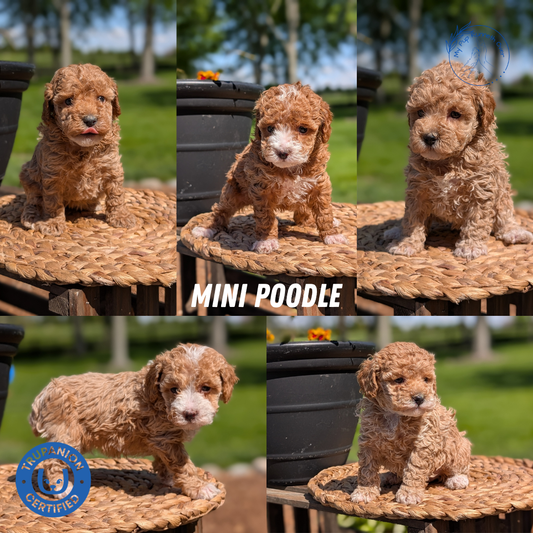 MINI POODLE (APR 03) FEMALES