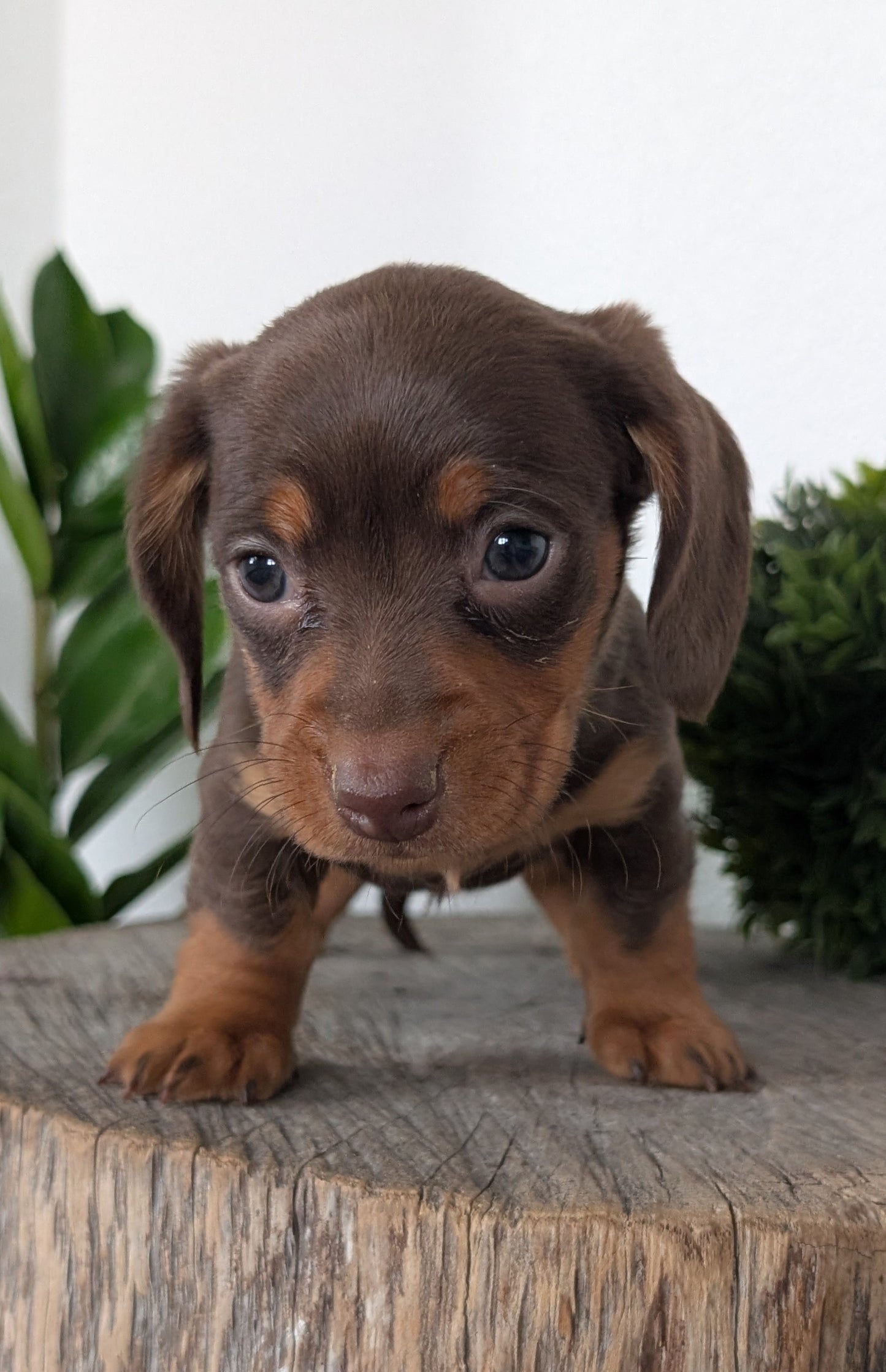 MINI DACHSHUND (09/22) MALE
