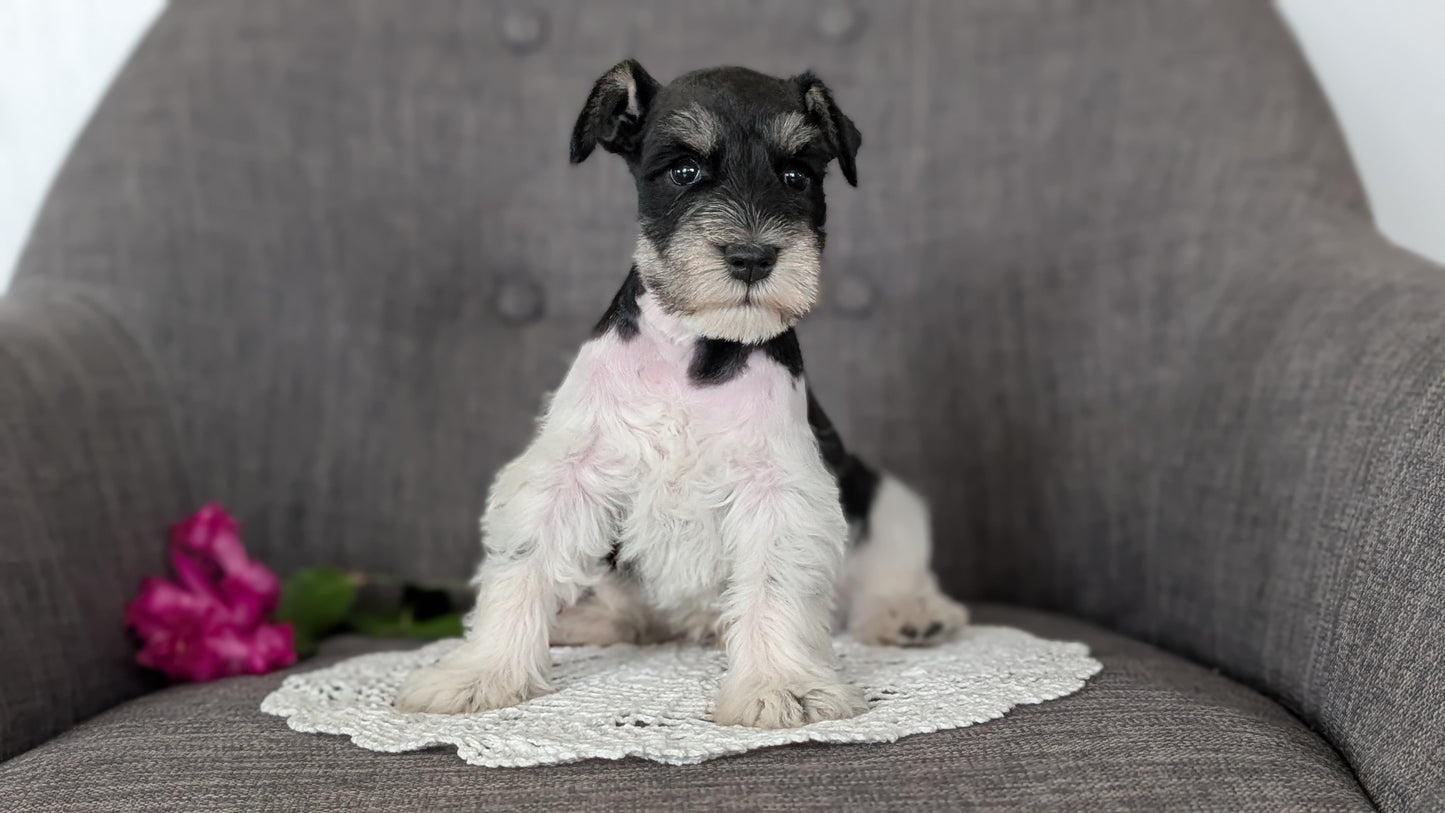 MINI SCHNAUZER (JAN 20) MALES