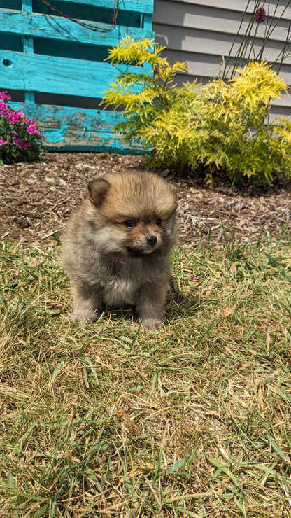 POMERANIAN (05/02) MALE