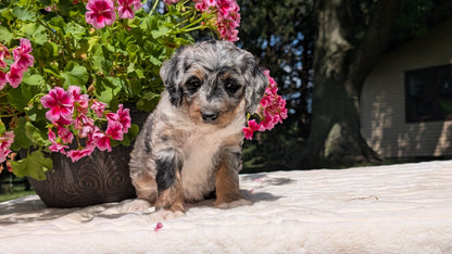 MINI BERNEDOODLE (06/11) FEMALE
