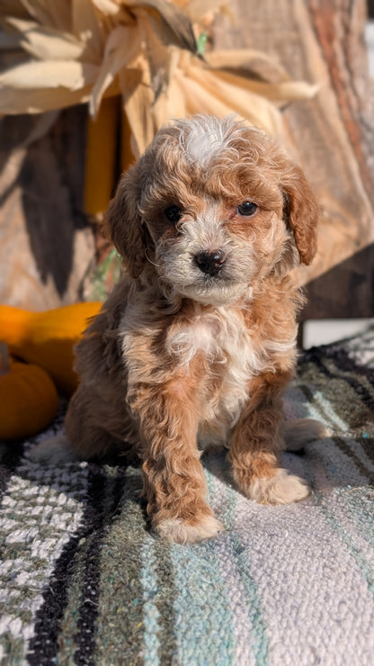 CAVAPOO (OCT 02) FEMALE