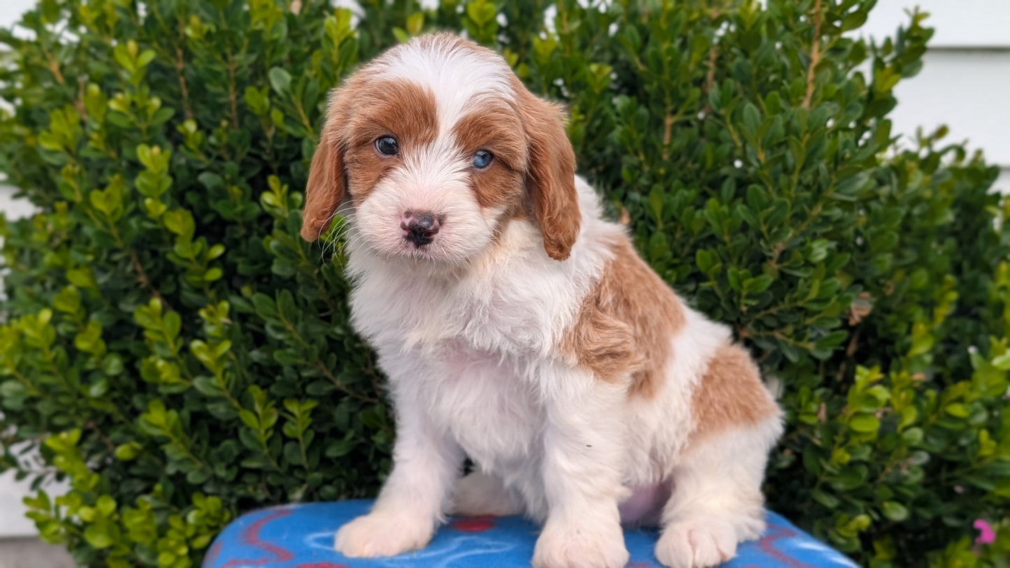 CAVAPOO (MAY 25) MALES