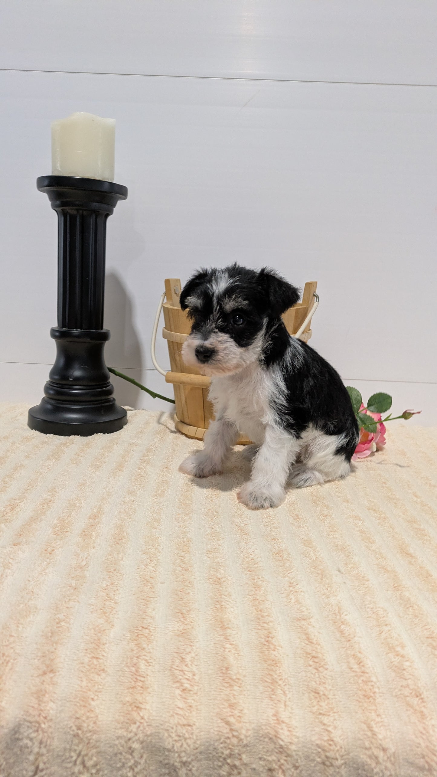 MINI SCHNAUZER (02/18) FEMALE