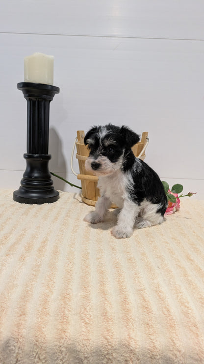 MINI SCHNAUZER (02/18) FEMALE