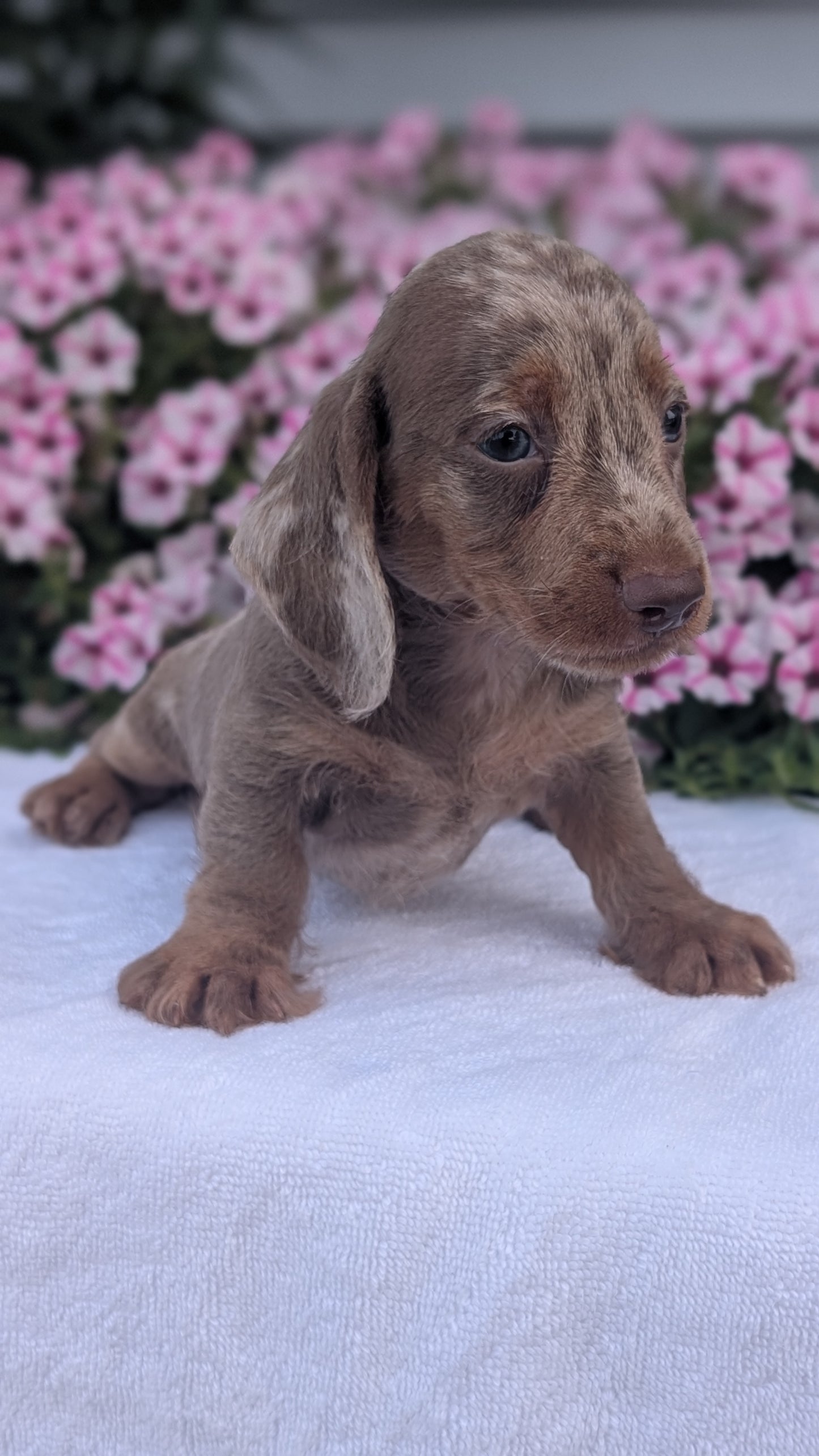 MINI DACHSHUND (JUN 04) MALE