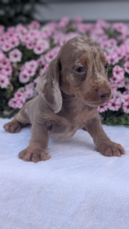 MINI DACHSHUND (JUN 04) MALE