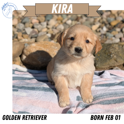 GOLDEN RETRIEVER (02/01) FEMALE
