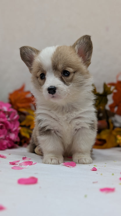 CORGI (09/17) FEMALE