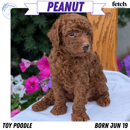 TOY POODLE (JUN 17) MALES