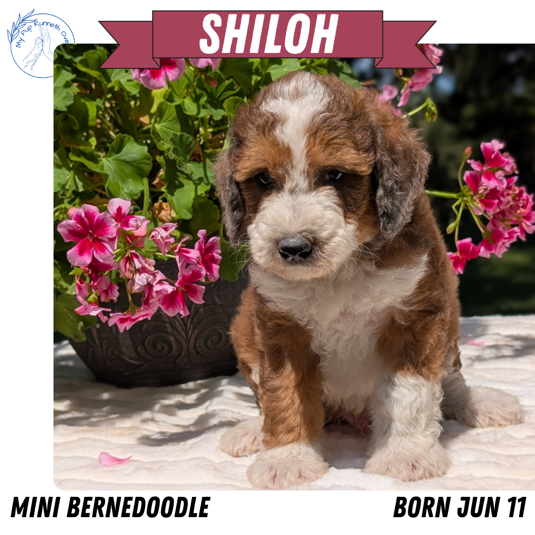 MINI BERNEDOODLE (06/11) MALE
