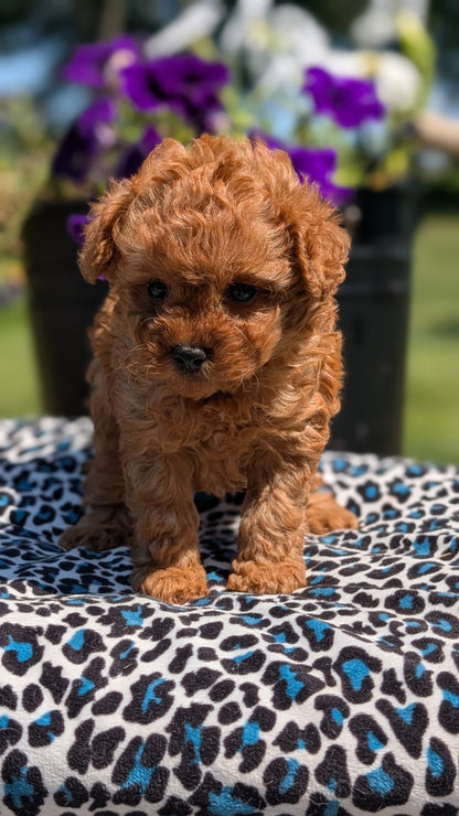 TOY POODLE (JUN 25) MALES