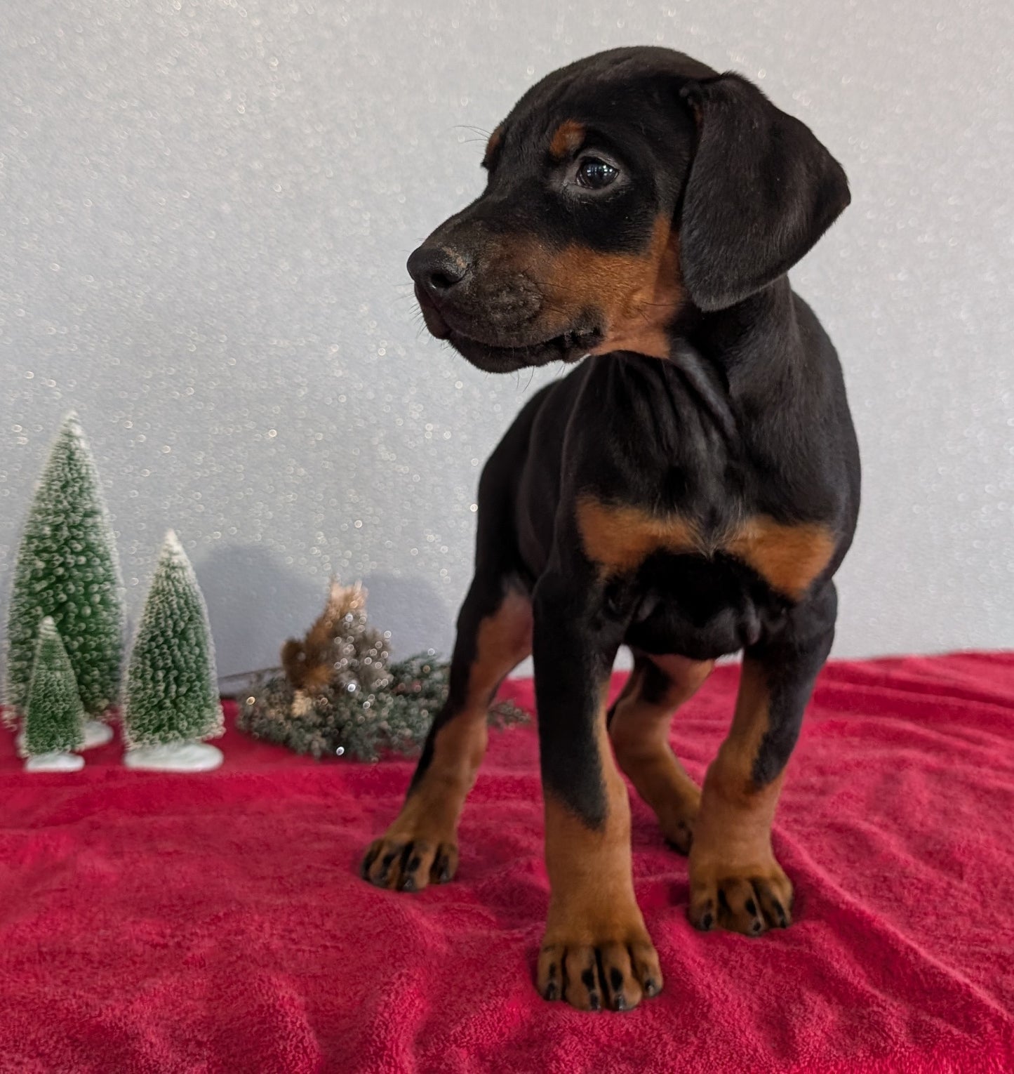 DOBERMAN PINSCHER (OCT 17) FEMALES