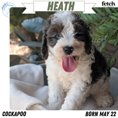 COCKAPOO (MAY 22) MALES