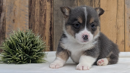 CORGI (JAN 09) MALES