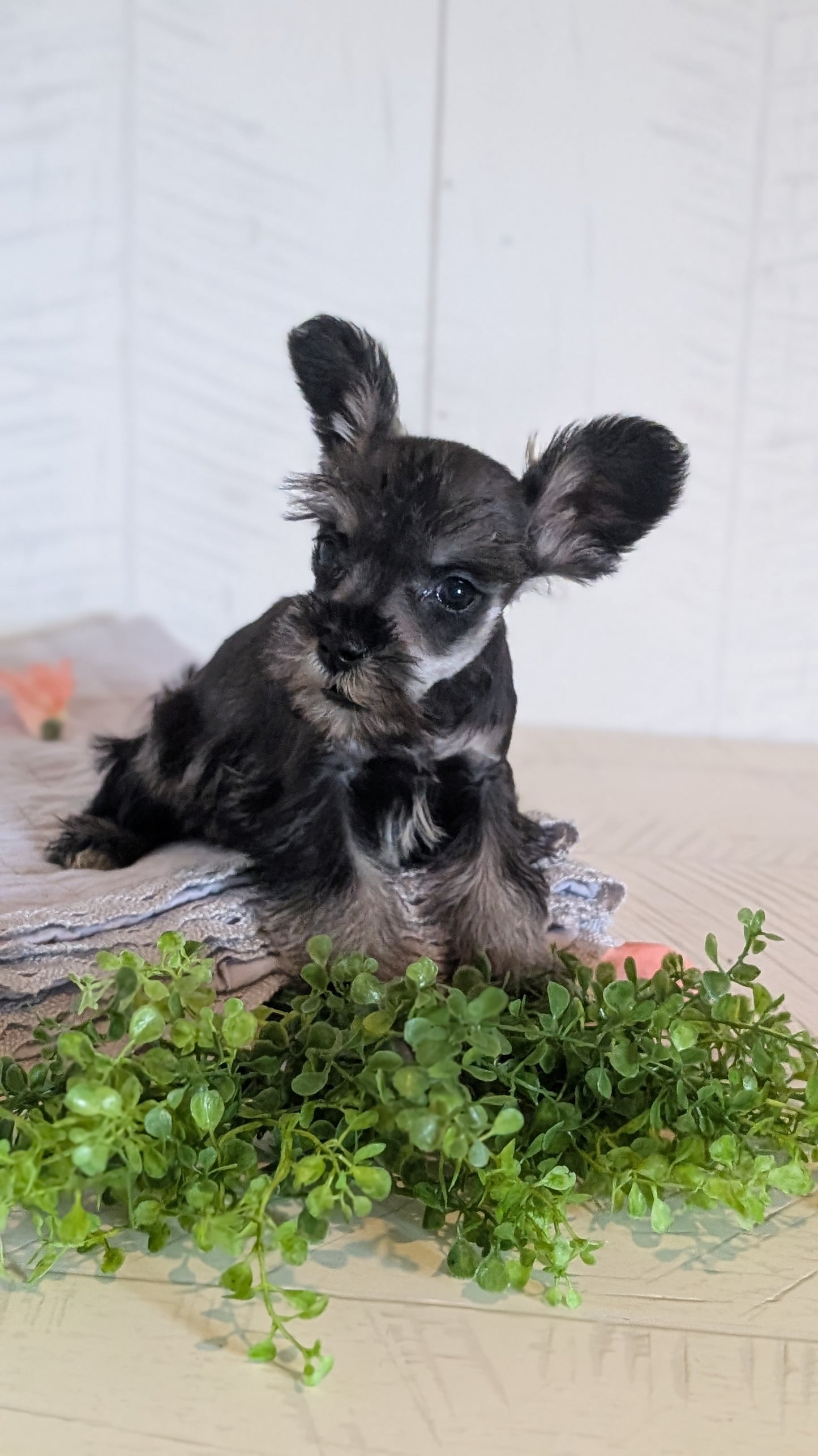 MINI SCHNAUZER (FEB 15) FEMALES