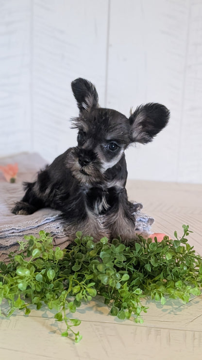 MINI SCHNAUZER (FEB 15) FEMALES