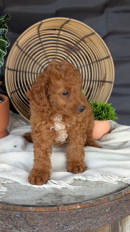 CAVAPOO (MAY 23) MALES