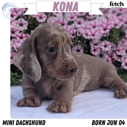 MINI DACHSHUND (JUN 04) MALE