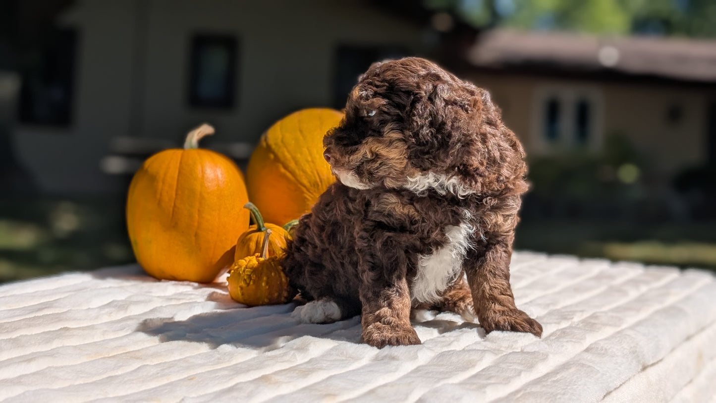 MINI BERNEDOODLE (07/25) MALE