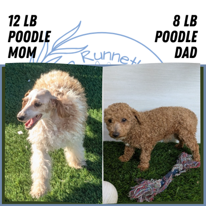 MINI POODLE (05/19) FEMALE