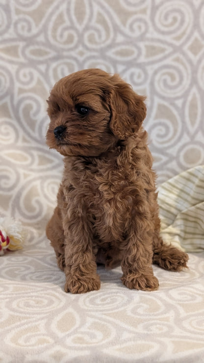 CAVAPOO (FEB 24) MALES