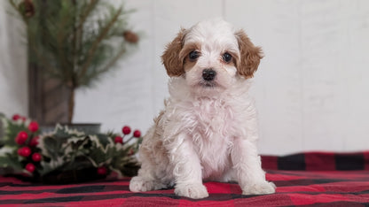 CAVAPOO (OCT 27) FEMALES