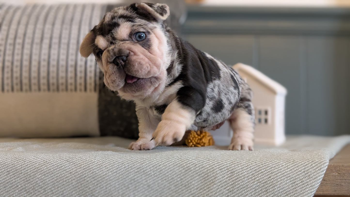 FRENCH BULLDOG (JAN 09) FEMALES