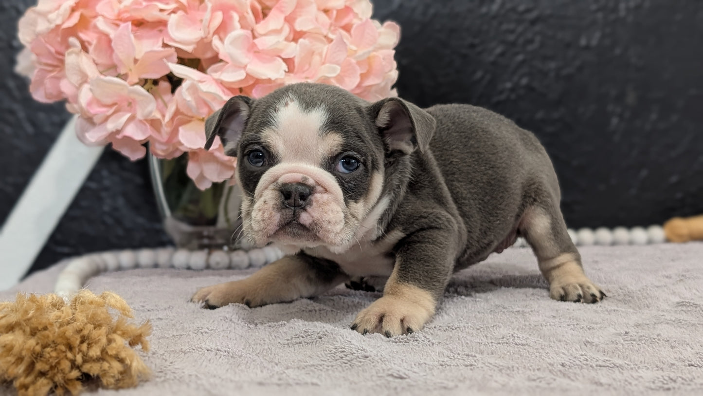 ENGLISH BULLDOG (FEB 09) FEMALES
