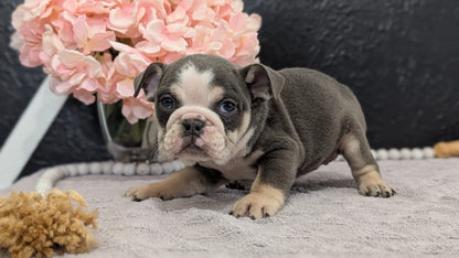 ENGLISH BULLDOG (FEB 09) FEMALES