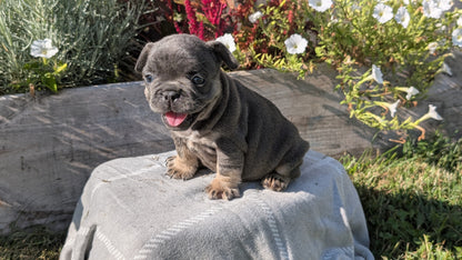 FRENCH BULLDOG (07/03) FEMALE