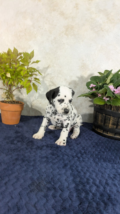DALMATIAN (02/14) FEMALE