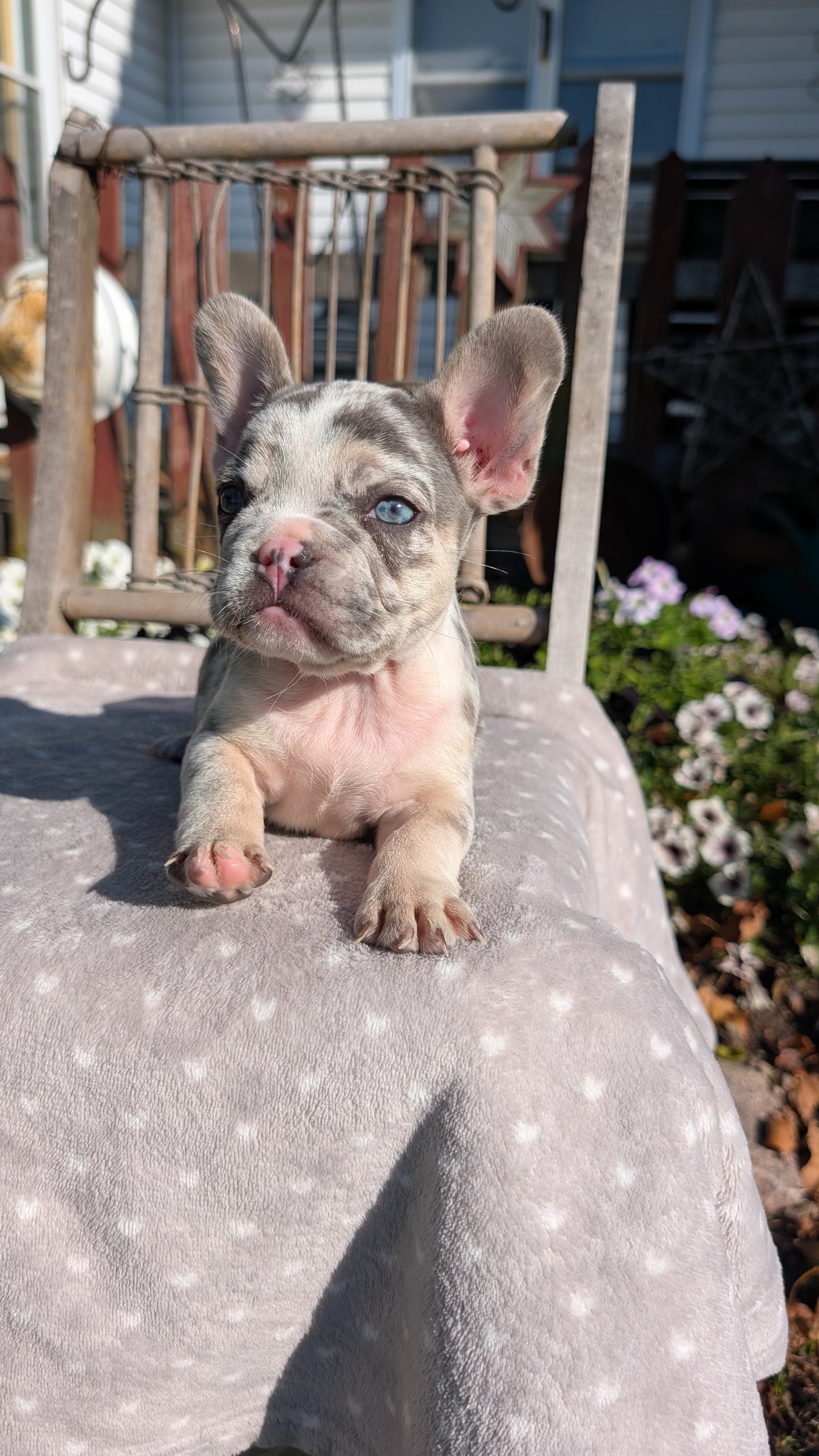 FRENCH BULLDOG (07/29) MALE