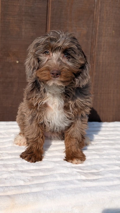 MINI BERNEDOODLE (07/25) FEMALE