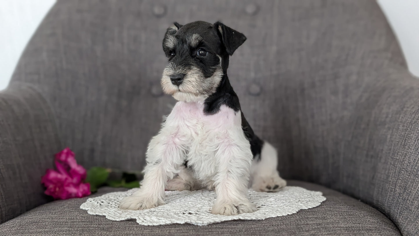 MINI SCHNAUZER (JAN 20) MALES