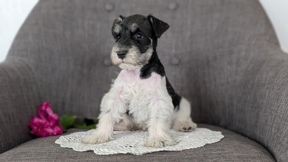 MINI SCHNAUZER (JAN 20) MALES