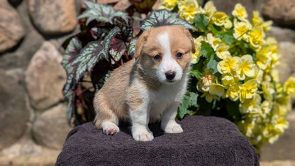 CORGI (JUL 13) 2 FEMALES/3 MALES