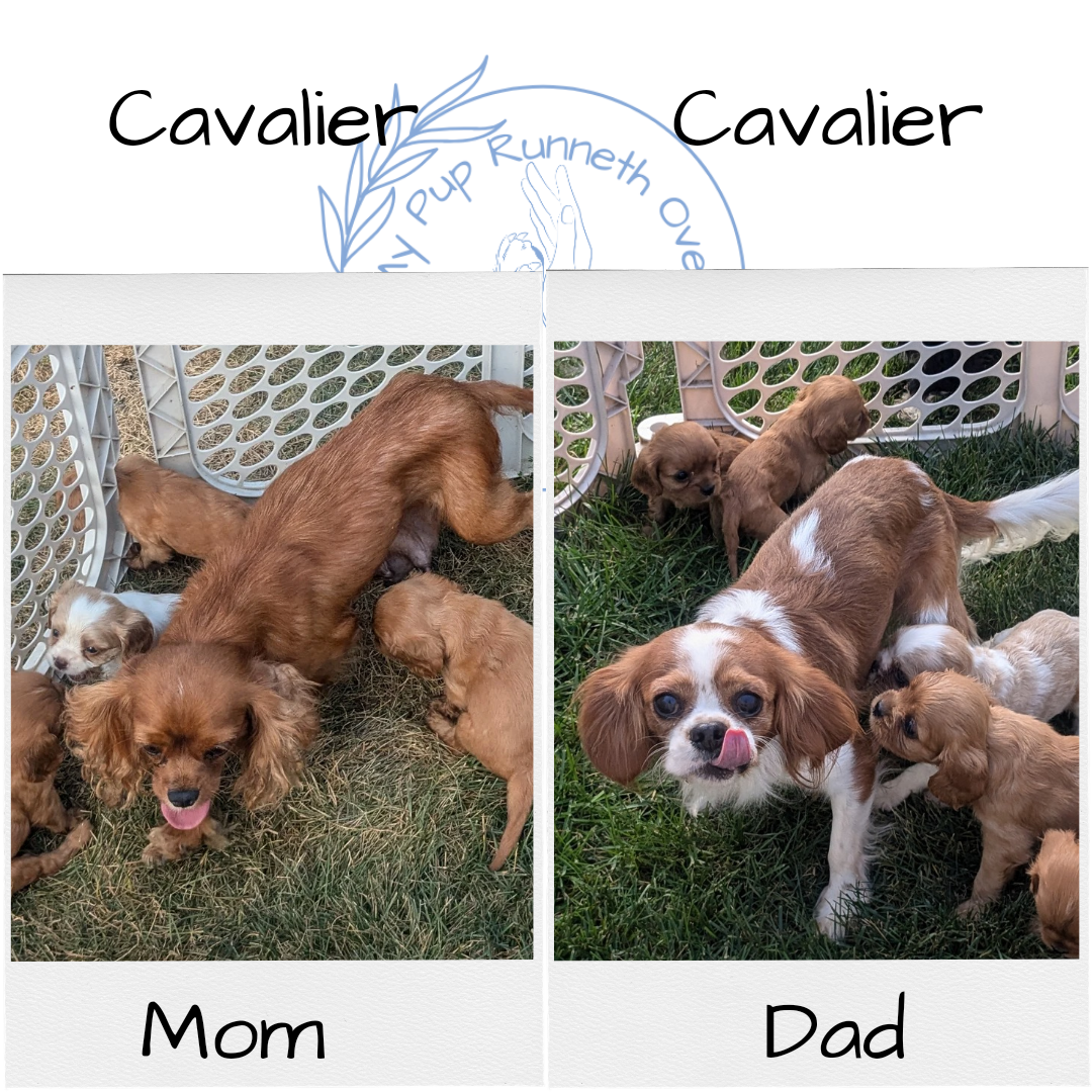 CAVALIER (08/12) MALE