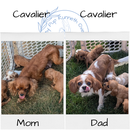 CAVALIER (08/12) MALE