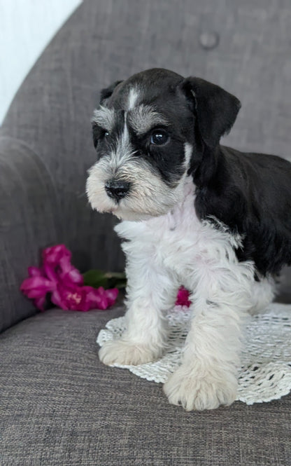 MINI SCHNAUZER (JAN 20) MALES